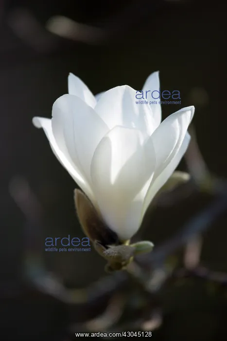 : Magnolia, Magnolia x soulangeana Alba Superba : Magnolia, Magnolia x soulangeana Alba Superba