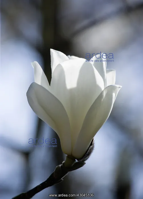 : Magnolia, Magnolia x soulangeana Alba Superba : Magnolia, Magnolia x soulangeana Alba Superba
