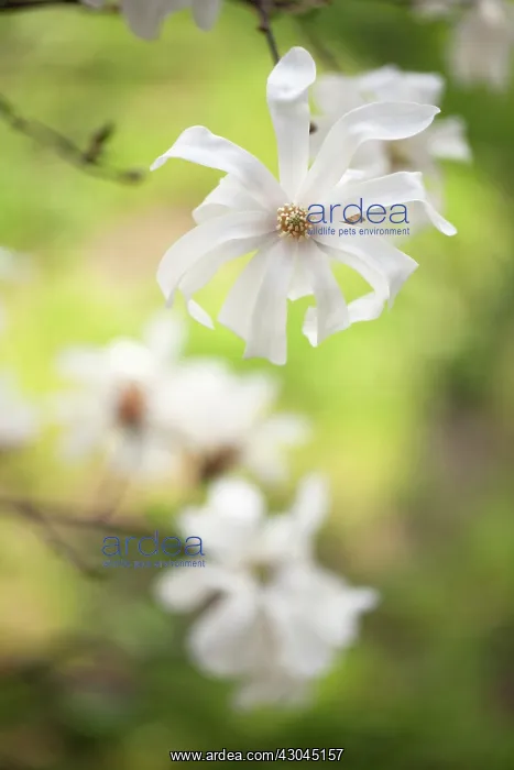 : Magnolia, Magnolia stellata : Magnolia, Magnolia stellata