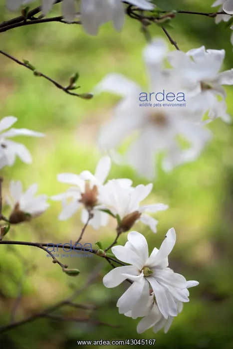 : Magnolia, Magnolia stellata : Magnolia, Magnolia stellata
