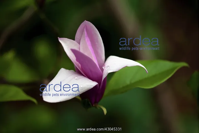 : Magnolia, Magnolia liliiflora, Lily magnolia : Magnolia, Magnolia liliiflora, Lily magnolia