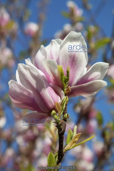 : Magnolia soulangeana. Close up of tulip-like white flowers flushed pink at the base : Magnolia soulangeana. Close up of tulip-like white flowers flushed pink at the base