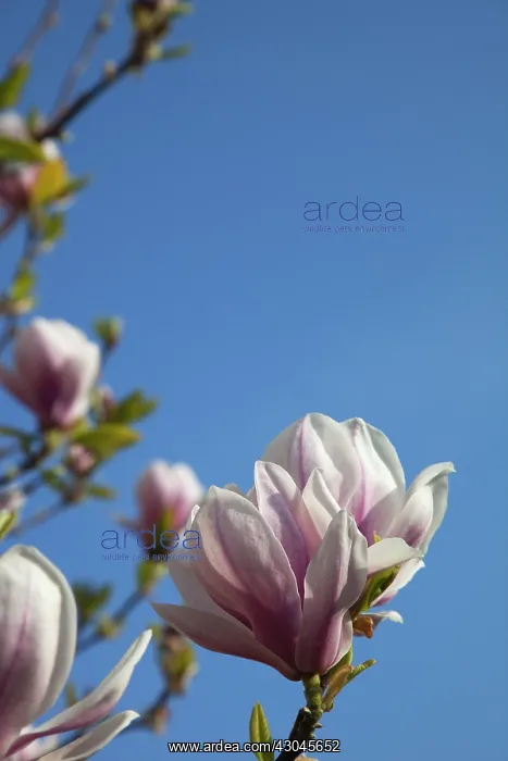  : Magnolia soulangeana. Close up of tulip-like white flowers flushed pink