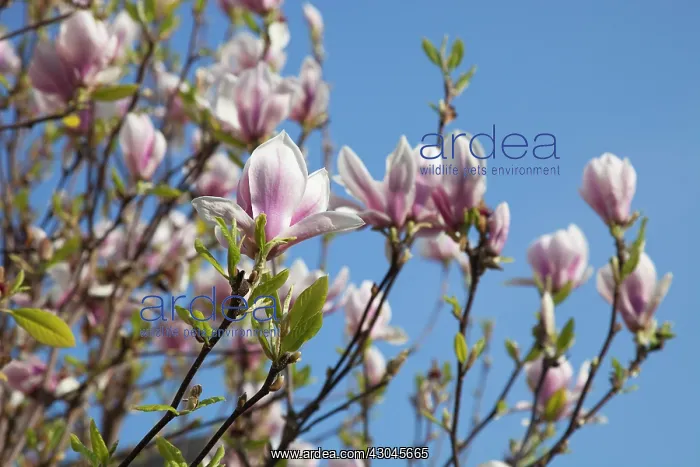 : Magnolia soulangeana. Close up of tulip-like white flowers flushed pink : Magnolia soulangeana. Close up of tulip-like white flowers flushed pink