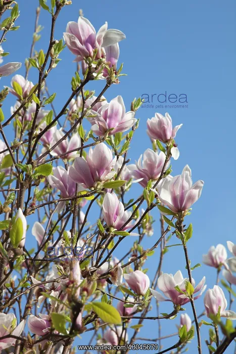 : Magnolia soulangeana. Close up of tulip-like white flowers flushed pink : Magnolia soulangeana. Close up of tulip-like white flowers flushed pink