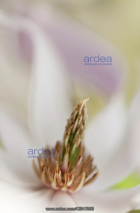: Magnolia, Magnolia x loebneri : Magnolia, Magnolia x loebneri