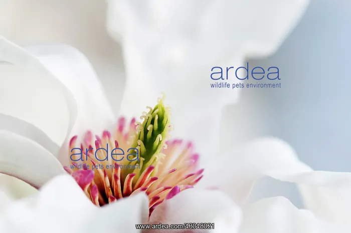 : Magnolia. Close cropped view of pure white flower with green stamen surrounded by pink : Magnolia. Close cropped view of pure white flower with green stamen surrounded by pink