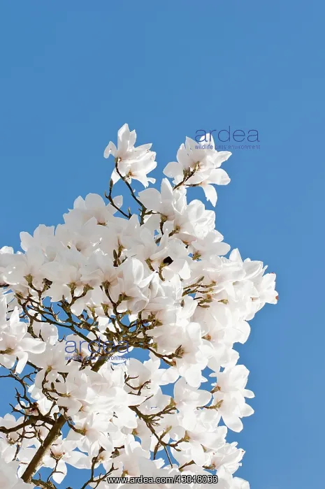 : Magnolia. View upwards to white blossom of Columbus magnolia against blue sky : Magnolia. View upwards to white blossom of Columbus magnolia against blue sky