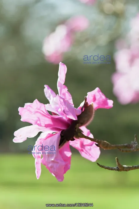 : Magnolia. Pink, single blossom of Magnolia sprengeri var. diva Eric Savill in sunlight : Magnolia. Pink, single blossom of Magnolia sprengeri var. diva Eric Savill in sunlight