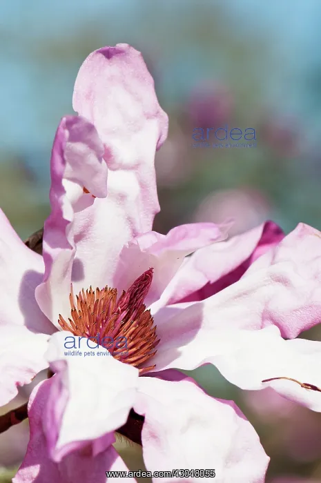 : Magnolia. Pink, single blossom of Magnolia sprengeri var : Magnolia. Pink, single blossom of Magnolia sprengeri var