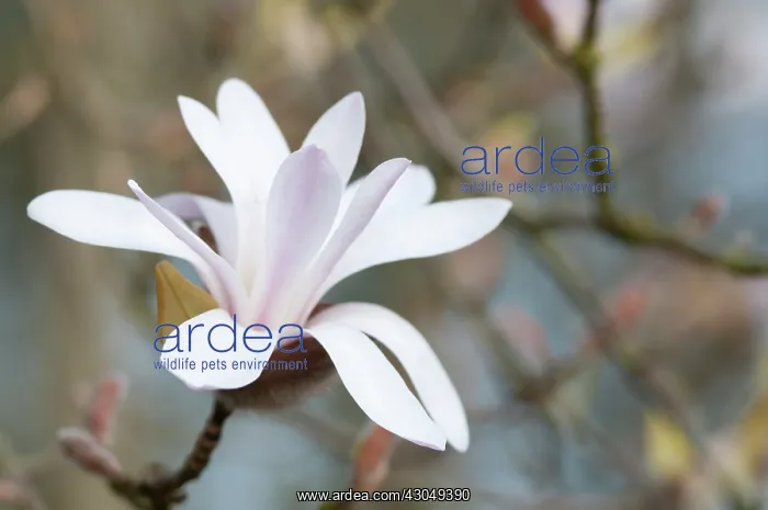 : Magnolia : Magnolia