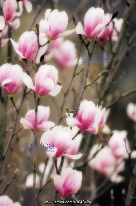 : Magnolia, Magnolia x soulangeana Lennei : Magnolia, Magnolia x soulangeana Lennei
