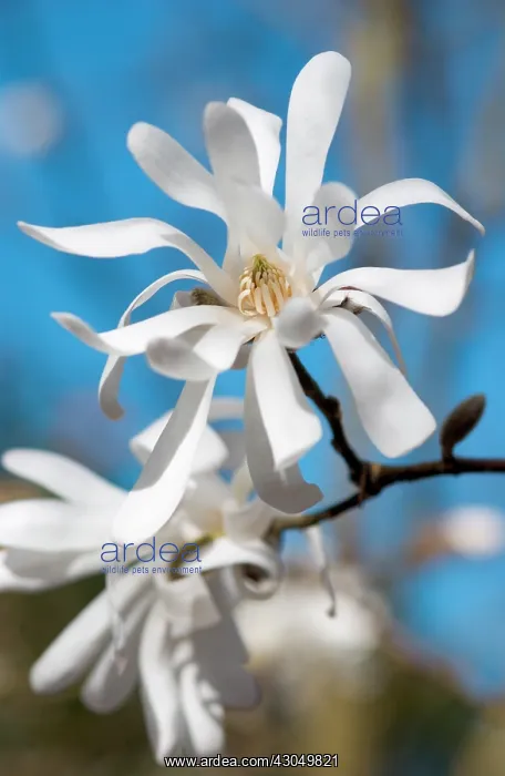 : Magnolia, Magnolia stellata Centennial : Magnolia, Magnolia stellata Centennial