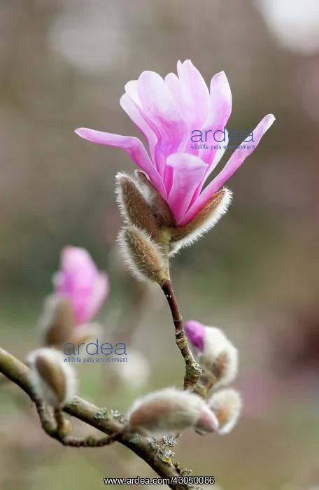 : Magnolia, Magnolia x loebneri : Magnolia, Magnolia x loebneri