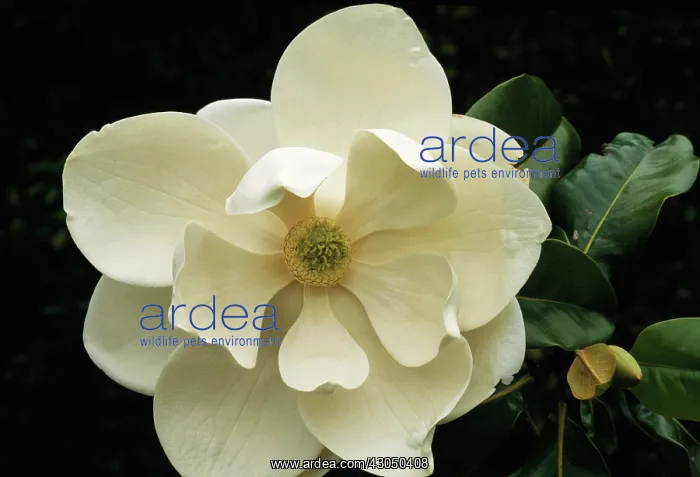  : Magnolia, Magnolia grandiflora