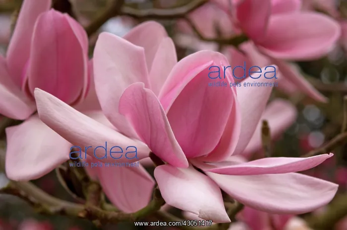  : Magnolia, Magnolia campbellii