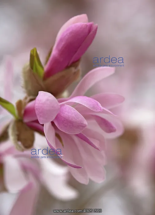 : Magnolia, Magnolia x loebneri Leonard Messel : Magnolia, Magnolia x loebneri Leonard Messel
