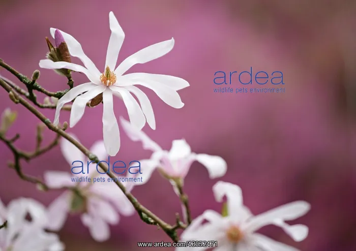 : Magnolia, Magnolia x loebneri Leonard Messel : Magnolia, Magnolia x loebneri Leonard Messel