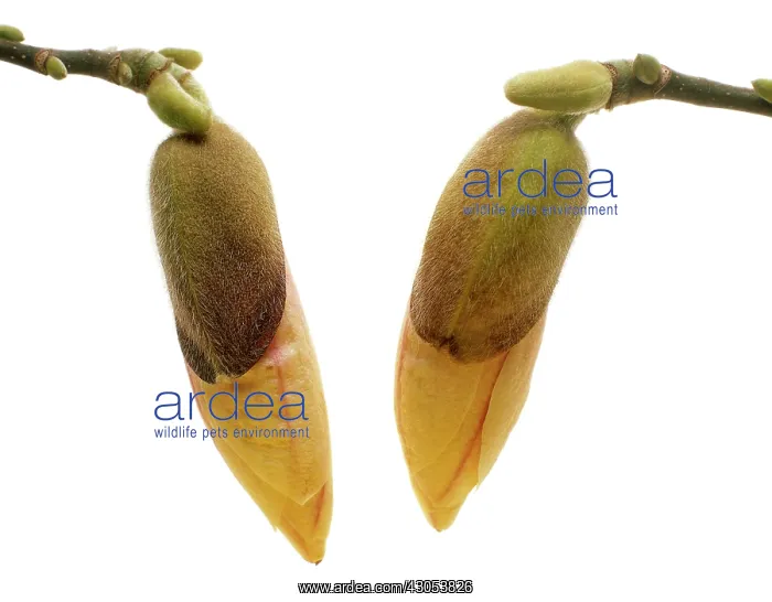 : Magnolia : Magnolia