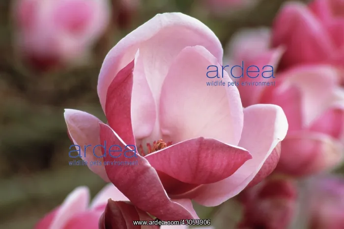 : Magnolia, Magnolia soulangeana Triumphans : Magnolia, Magnolia soulangeana Triumphans