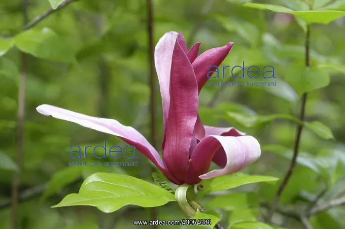 : Magnolia, Magnolia soulangeana : Magnolia, Magnolia soulangeana