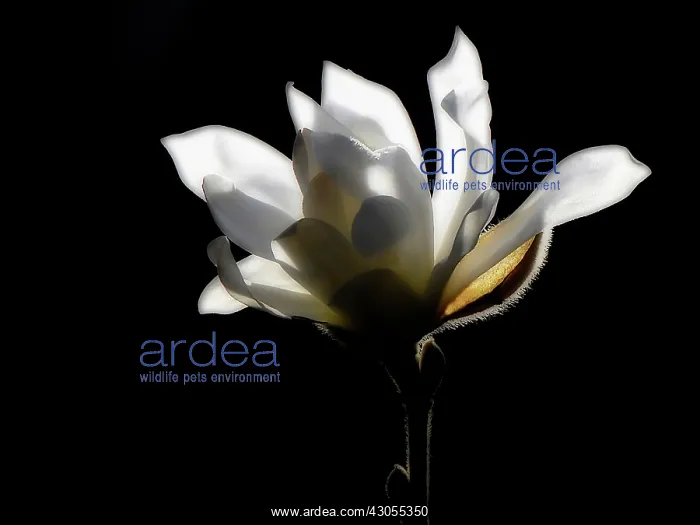  : Magnolia, Magnolia stellata