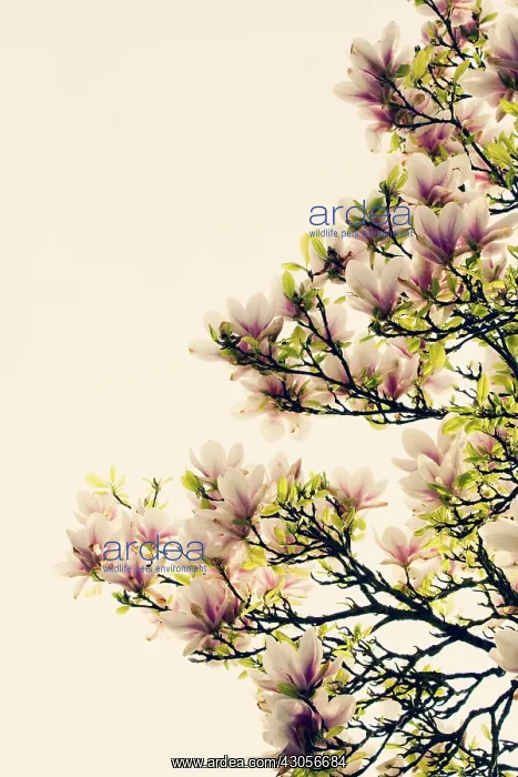 : Magnolia : Magnolia