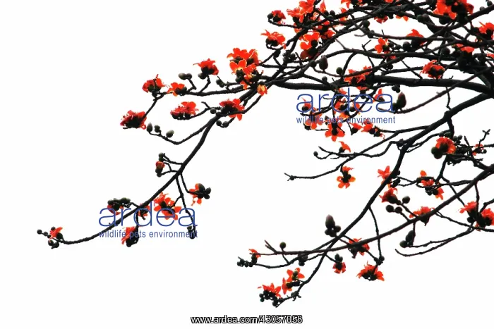 : Magnolia, Magnolia campbellii Charles Raffill : Magnolia, Magnolia campbellii Charles Raffill