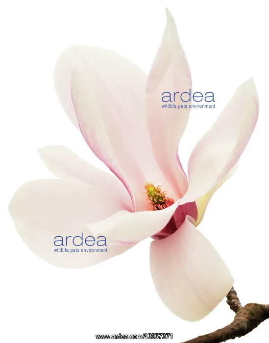 : Magnolia. Magnolia : Magnolia. Magnolia