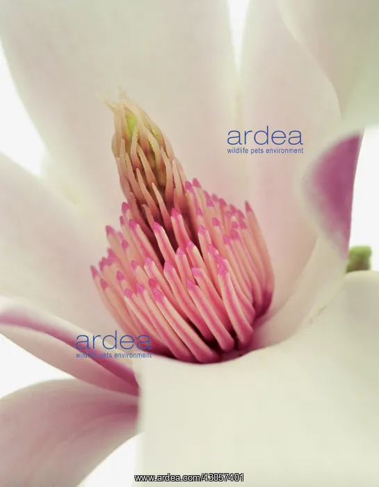 : Magnolia. Magnolia : Magnolia. Magnolia