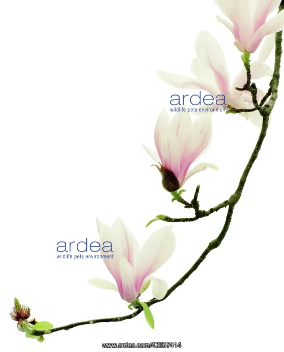 : Magnolia, Magnolia soulangeana : Magnolia, Magnolia soulangeana