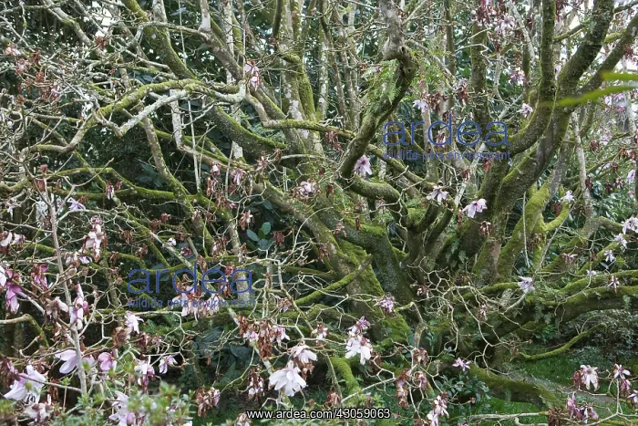 : Magnolia : Magnolia