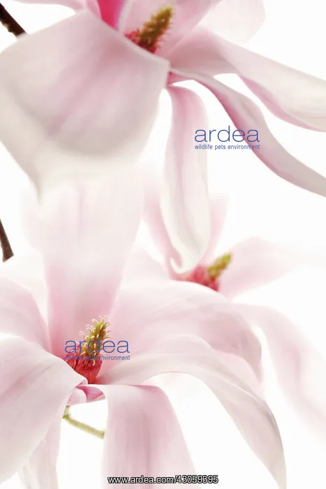 : Magnolia, Magnolia soulangeana culltivar : Magnolia, Magnolia soulangeana culltivar