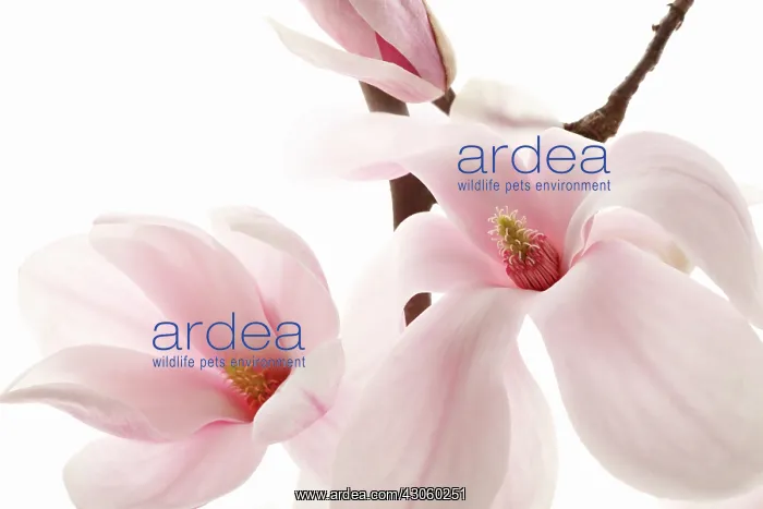 : Magnolia, Magnolia soulangeana culltivar : Magnolia, Magnolia soulangeana culltivar