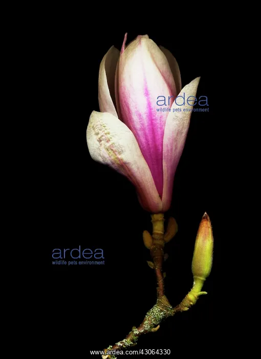: Magnolia : Magnolia