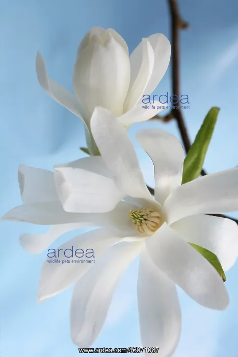  : Magnolia, Magnolia stellata