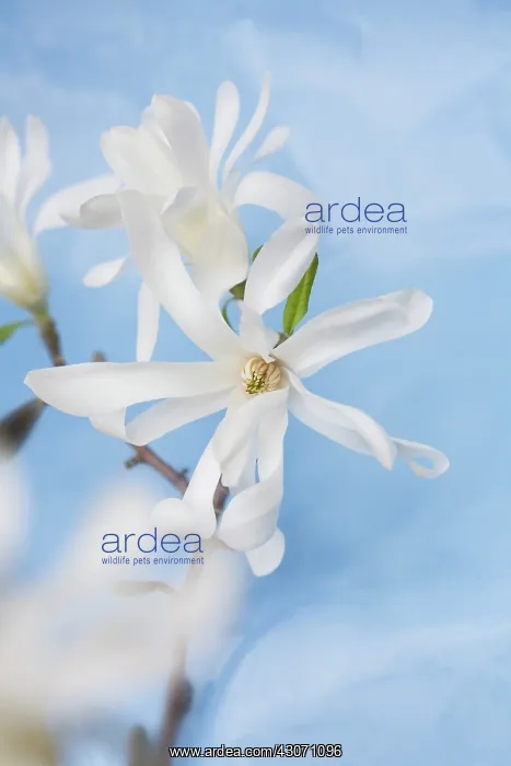 : Magnolia, Magnolia stellata : Magnolia, Magnolia stellata