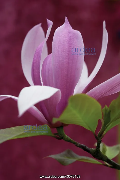 : Magnolia, Magnolia soulangeana : Magnolia, Magnolia soulangeana