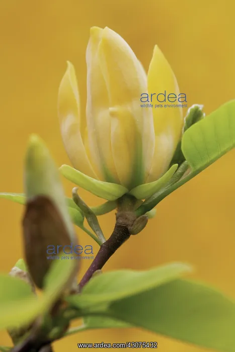 : Magnolia : Magnolia