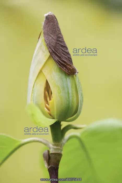 : Magnolia : Magnolia