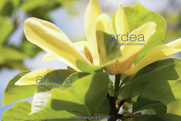: Magnolia : Magnolia