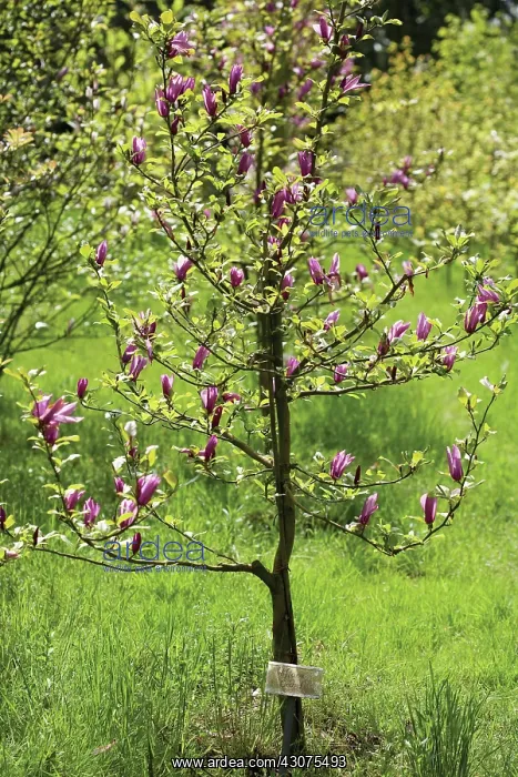  : Magnolia, Magnolia liliflora
