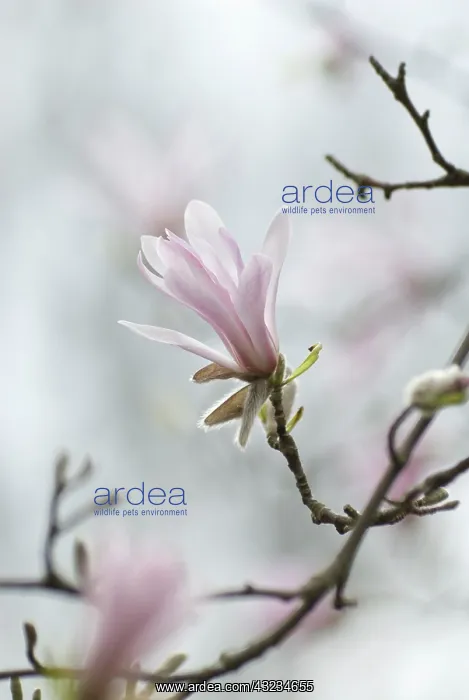 : Magnolia, Magnolia kobus : Magnolia, Magnolia kobus