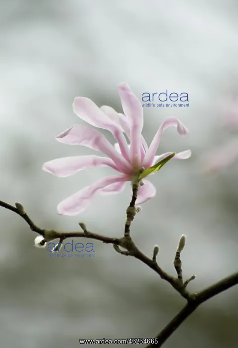  : Magnolia, Magnolia x loebneri Leonard Messel