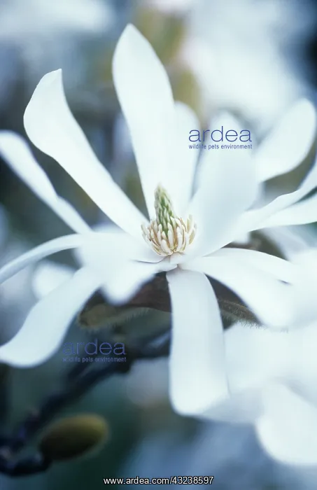  : Magnolia, Magnolia stellata