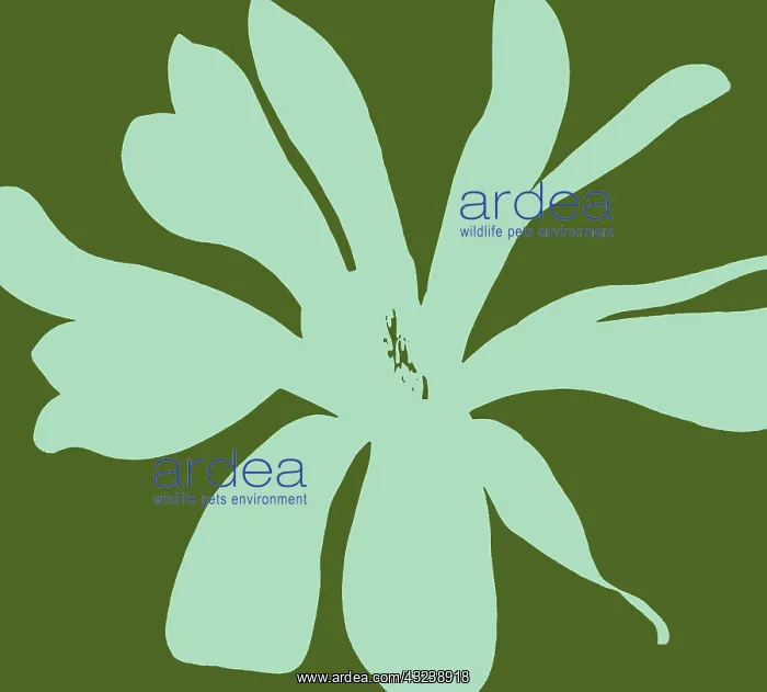 : Magnolia. Magnolia : Magnolia. Magnolia