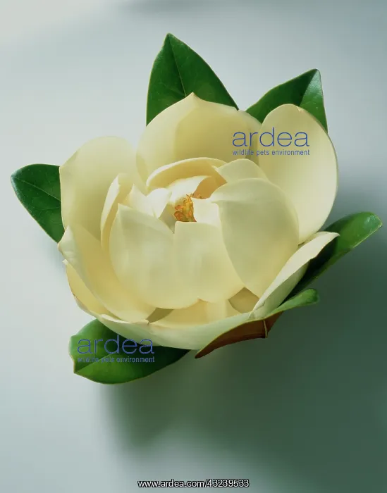 : Magnolia, Magnolia grandiflora : Magnolia, Magnolia grandiflora