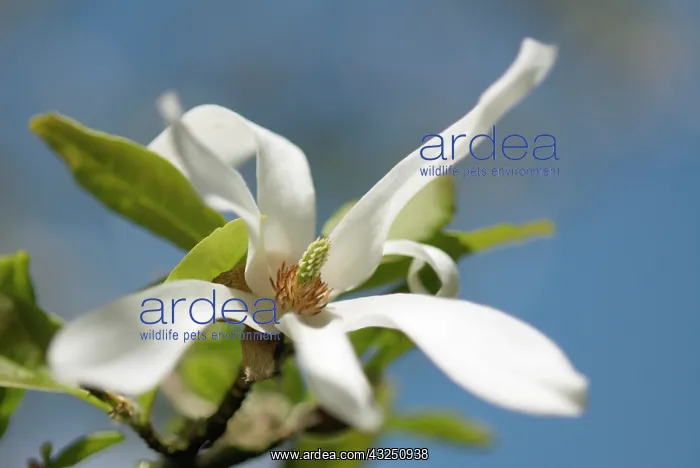 : Magnolia, Magnolia stellata : Magnolia, Magnolia stellata