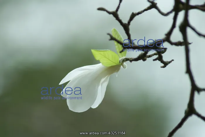 : Magnolia, Magnolia kobus : Magnolia, Magnolia kobus