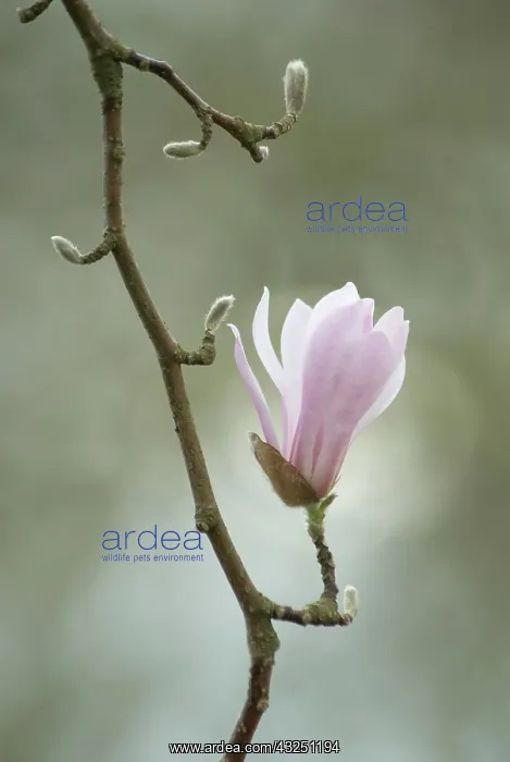 : Magnolia, Magnolia kobus : Magnolia, Magnolia kobus